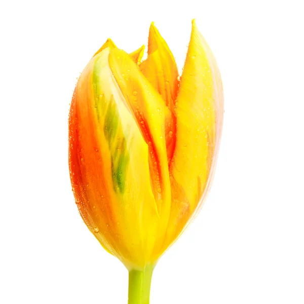 Yellow Tulip Stock Image