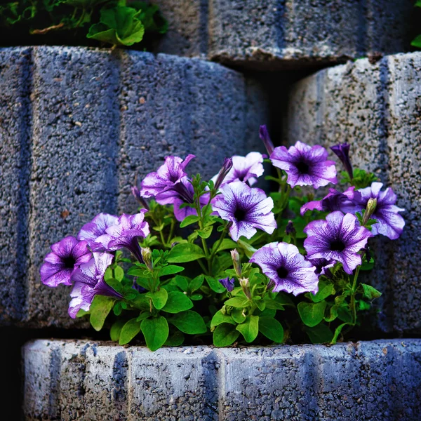 Stenen flowerbed muur — Stockfoto