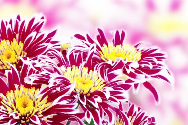 Red Chrysanthemum clipart