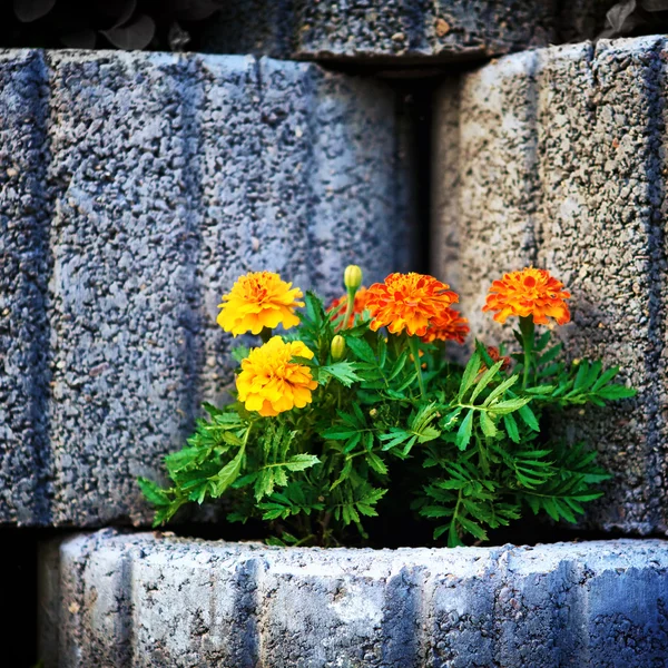 Stenen flowerbed muur — Stockfoto