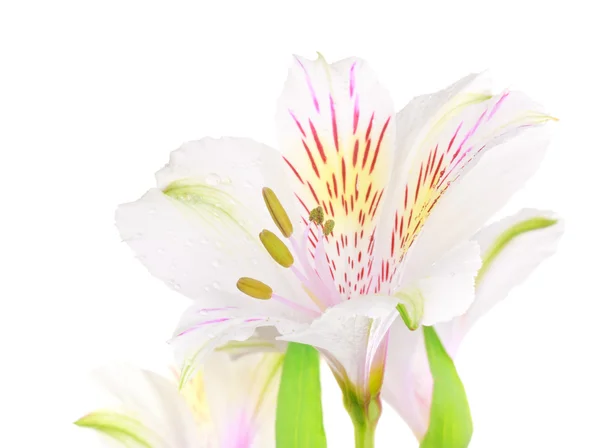 White Lily — Stock Photo, Image