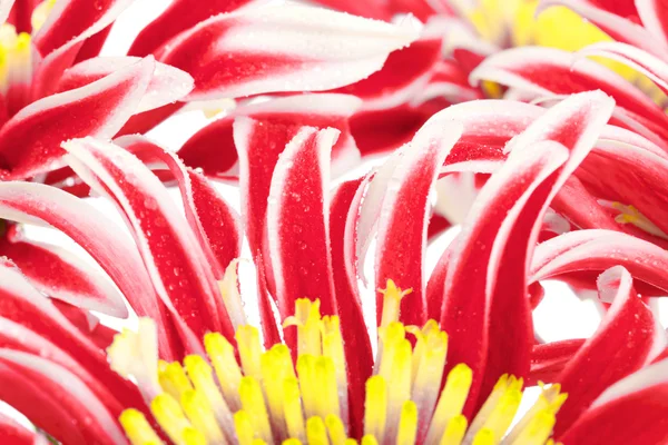 Красная хризантема крупным планом — стоковое фото