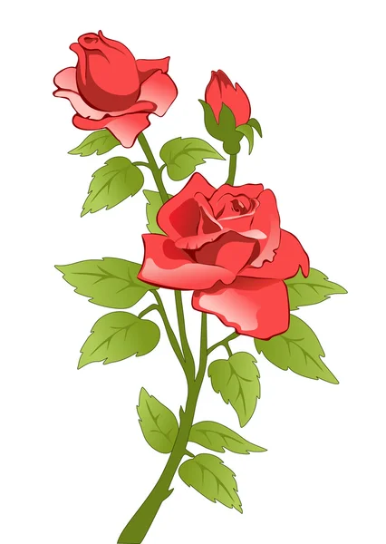 Vörös rózsa — Stock Vector