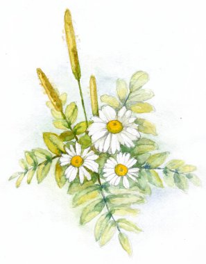 Watercolor chamomile