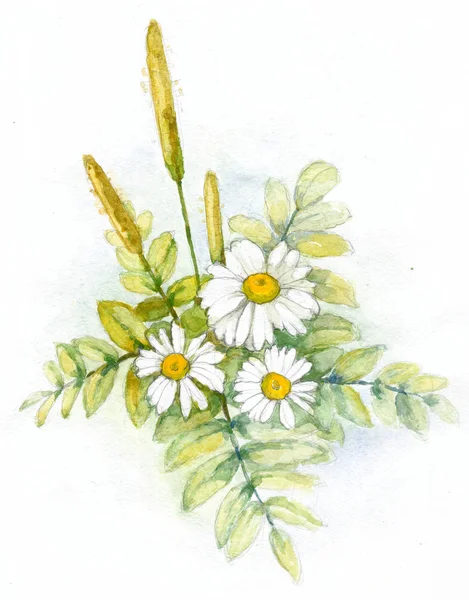 Watercolor chamomile — Stockfoto