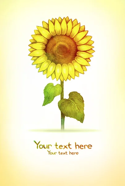 Karta s výkresem slunečnice — Stock fotografie