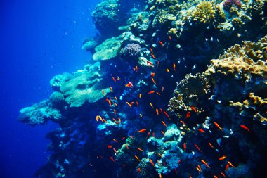 coral reef en vis onderwatersu altında balık ve mercan resifi.