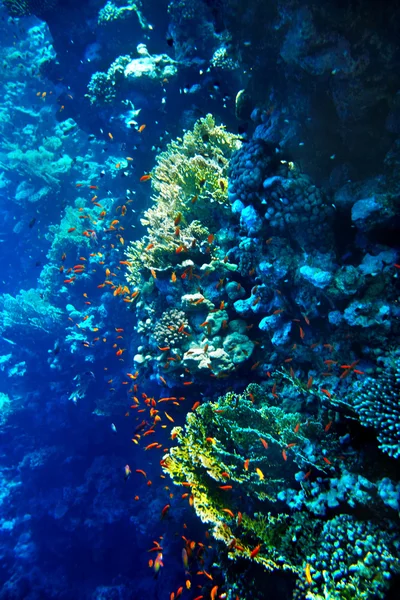Groupe d'eau de poissons coralliens . — Photo
