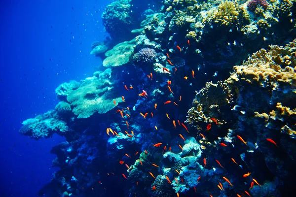Barriera corallina e pesci sott'acqua . — Foto Stock