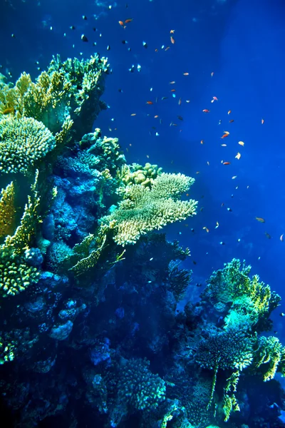 Skupina korálových ryb vody. — Stock fotografie