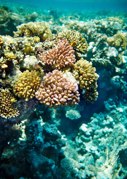Korálový útes a ryb pod vodou. — Stock fotografie