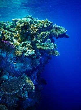 coral reef ve sualtı yaşamı.