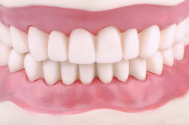 Model of teeth clipart