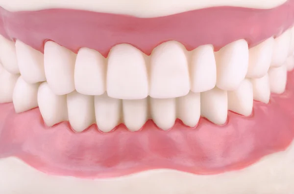Modell der Zähne — Stockfoto