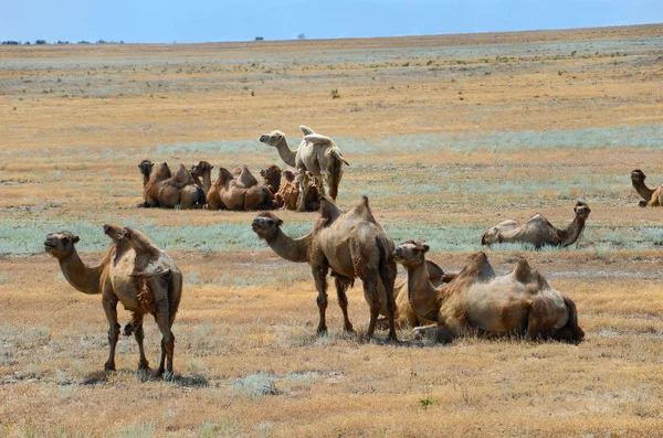 stock image Bactrian camels