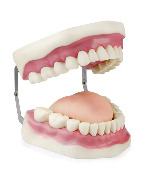 Diş modeli — Stok fotoğraf