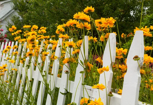 Divoké květiny rostoucí nad bílým plotem — Stock fotografie