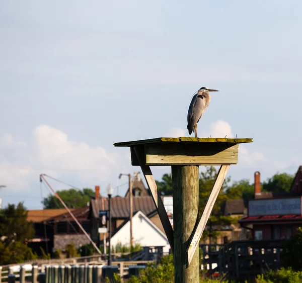 Heron at St Michaels on Chesapeake Bay — Stock Photo, Image