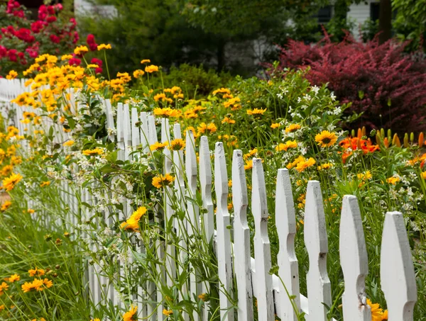 Kır çiçekleri beyaz çitli üzerinde büyüyen — Stok fotoğraf