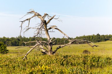 skyline sürücü büyük Çayırlığında eski boğumlu ağaç