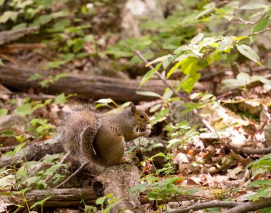 Baby squirrel in forest clipart