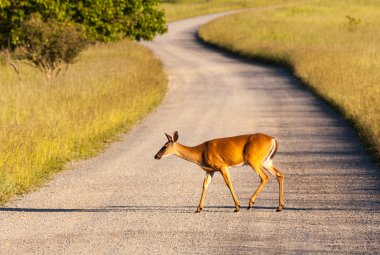 White tailed deer feeds at Big Meadow clipart