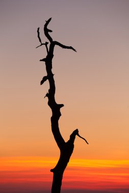 Gnarled tree on Skyline drive in Virginia clipart