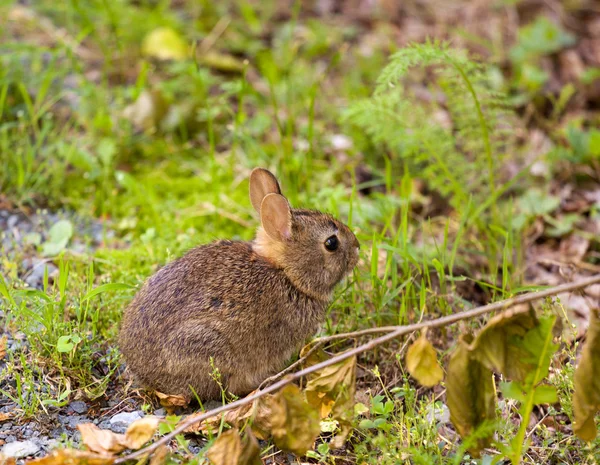 Baby konijn in bos — Stockfoto