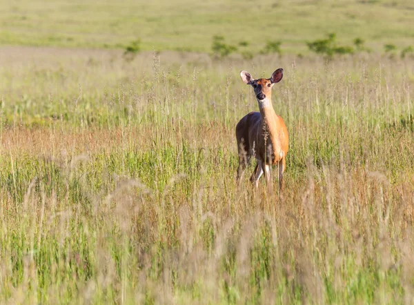 白尾的鹿饲料在大草甸 — 图库照片