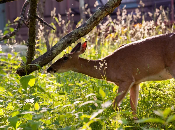 White tailed deer feeds at Big Meadow — Stock Photo, Image