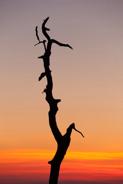 Сучкуватістю дерево на Skyline диск у Вірджинії — стокове фото
