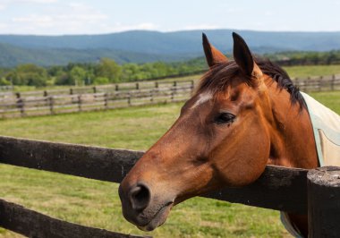 Old chestnut horse in rural meadow on fence clipart