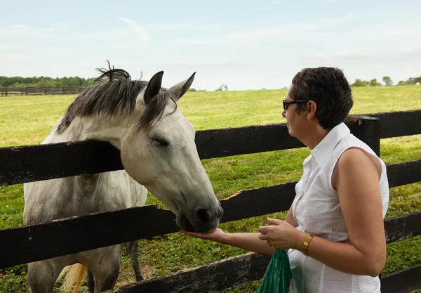 stock image Old chestnut horse in rural meadow being fed