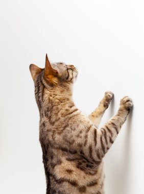 Bengal kitten reaching up a wall to catch unseen object clipart