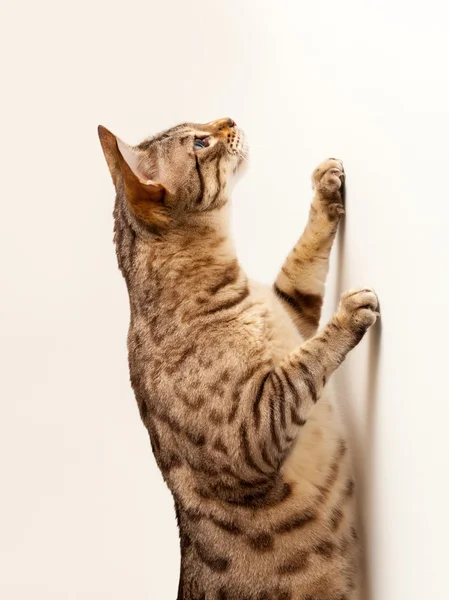 目に見えないオブジェクトをキャッチするために壁の上に達するベンガル子猫 — ストック写真