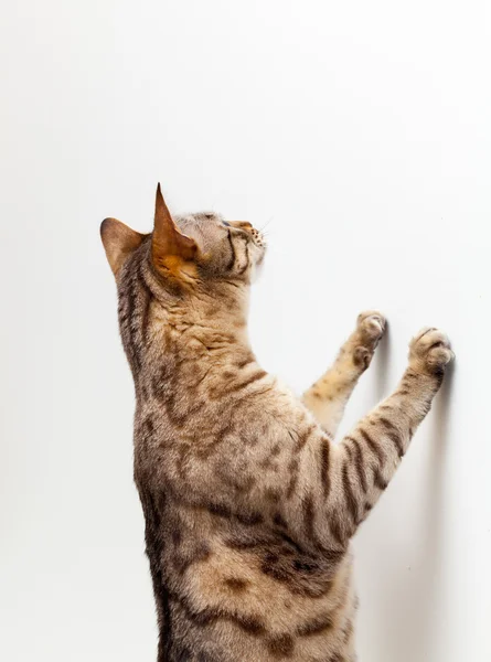Görünmeyen nesne yakalamak için bir duvar kadar ulaşan bengal yavru kedi — Stok fotoğraf