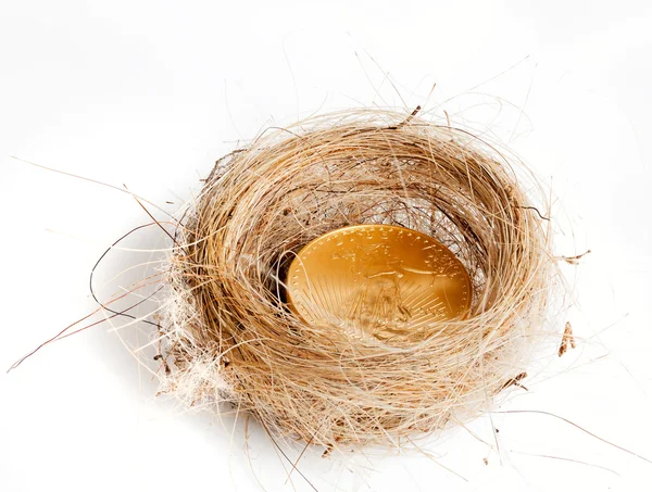 Isolated birds nest with gold coin — Stock Photo, Image