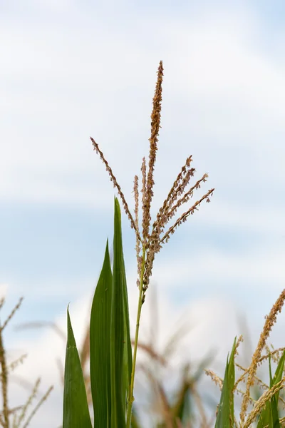 Corn crop flowers in close shot — Stock Photo, Image