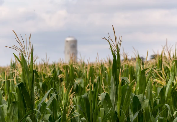 Cultivo de maíz flores con silo en la distancia —  Fotos de Stock