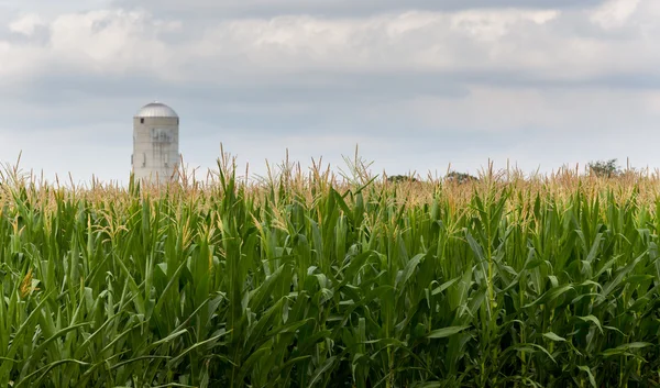 Cultivo de maíz flores con silo en la distancia — Foto de Stock