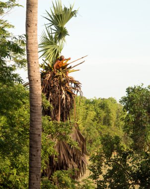 Budist keşiş tırmanma palmiye ağacı
