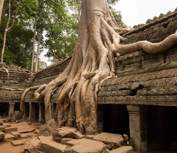 stock image Ta Prohm Temple in Angkor Thom Cambodia