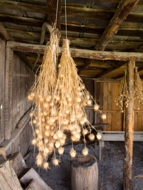 Bunches of Nigella seed pods hanging in barn clipart