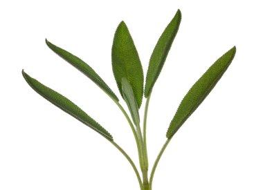 Sage leaves on herb plant in macro clipart