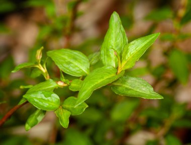 Macro Vietnamese Coriander herb plant clipart