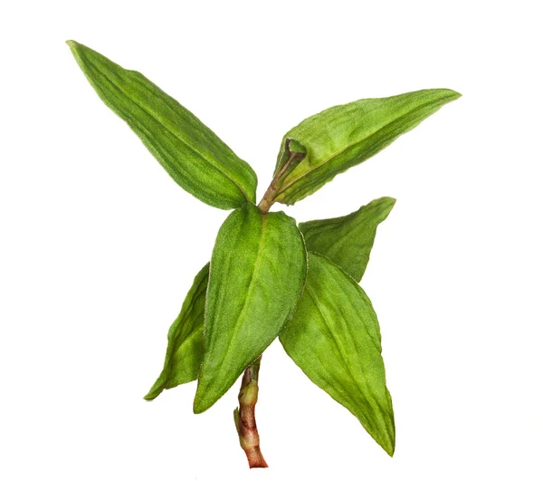 Macro Vietnamese Coriander herb plant — Stock Photo, Image