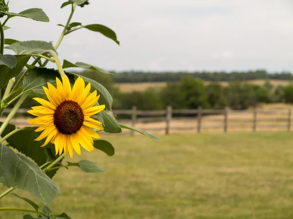 Single sunflower with fence and meadow in background — Stock Photo, Image