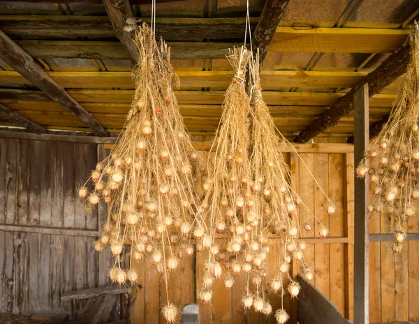Буки з насіння Нігелли, що звисають в сараї — стокове фото