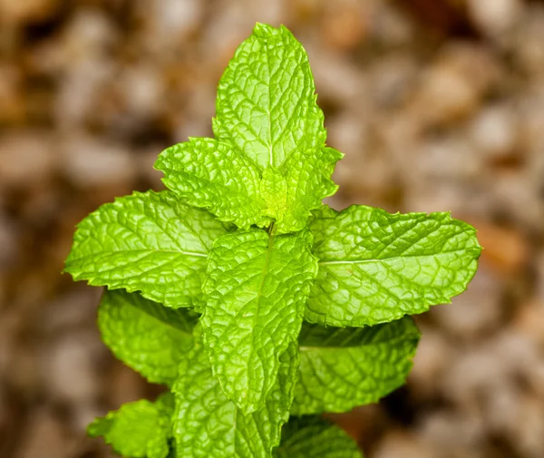 Liście mięty na zioło roślin w makro — Zdjęcie stockowe