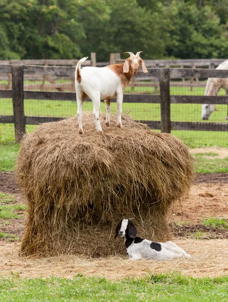 Cabra blanca sobre paca de paja en campo de cultivo —  Fotos de Stock